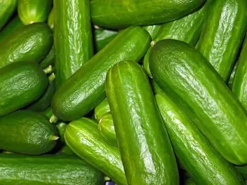 Best Fertilizer For Growing Cucumbers 2021 Constant Delights