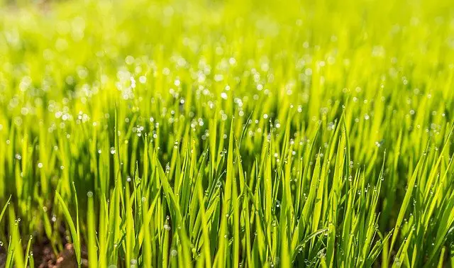 Best Organic Lawn Fertilizer For A Healthy Garden