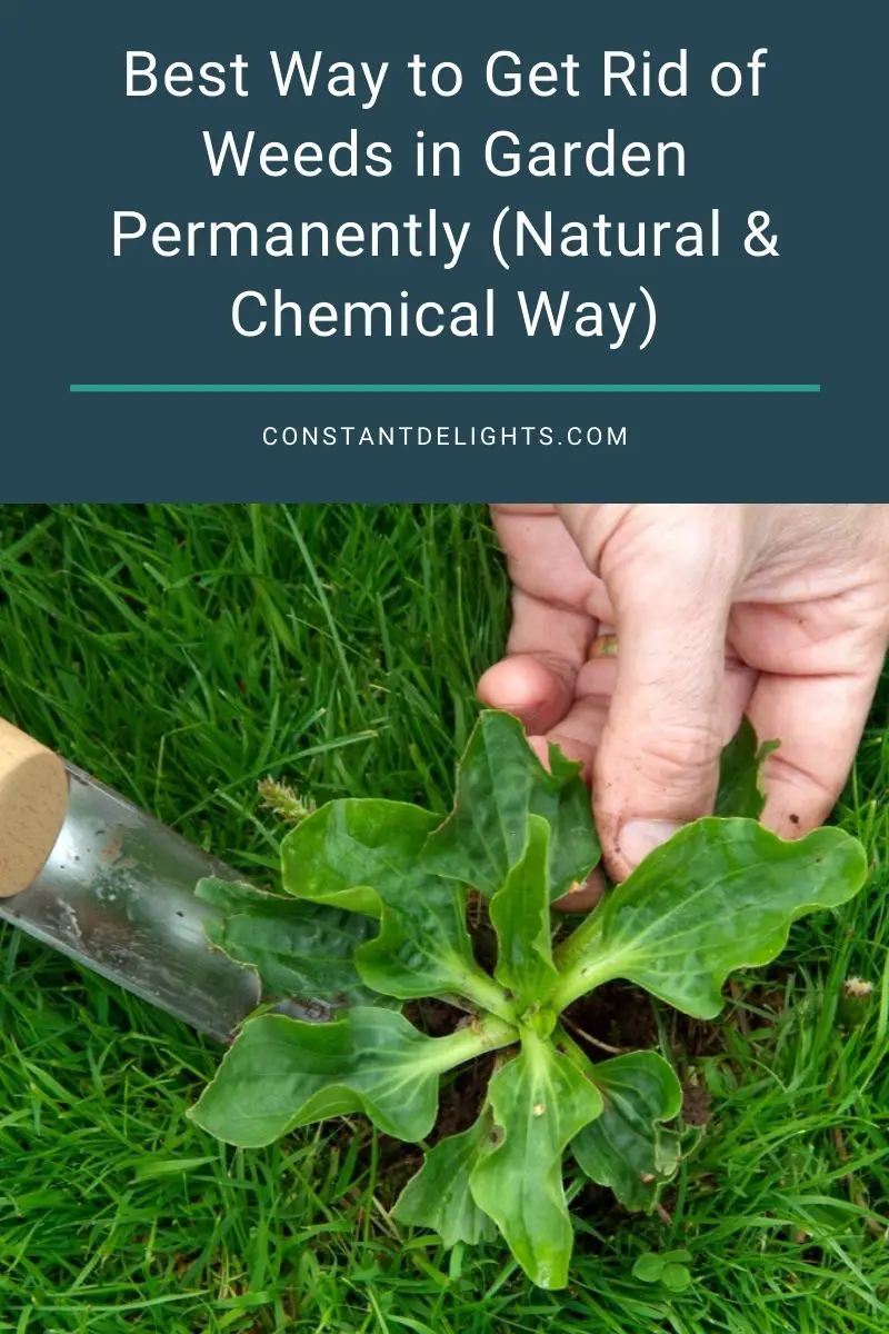 Best Way to Get Rid of Weeds in Garden Permanently (Natural & Chemical Way)