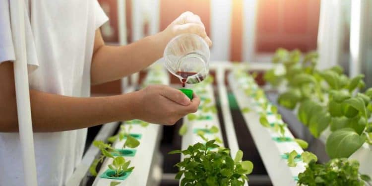 The Ultimate Guide to Hydroponic Nutrient Solution