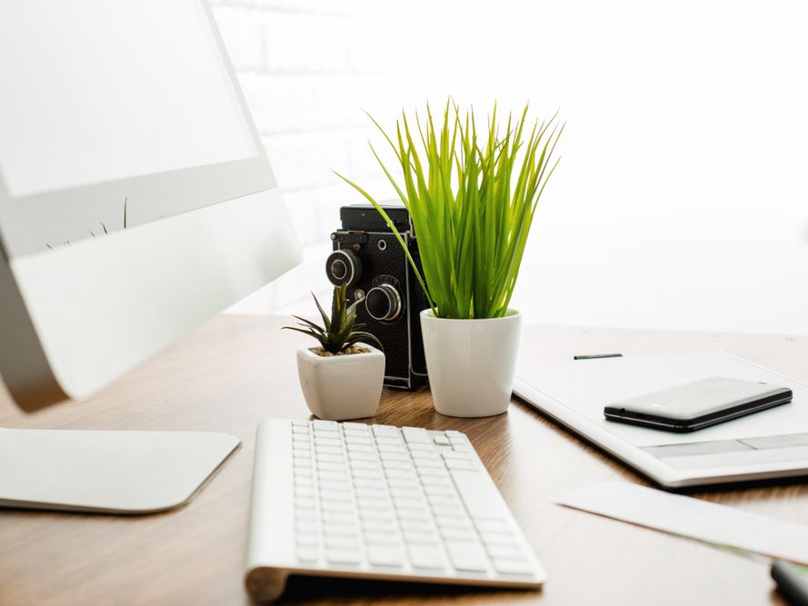 10 Best Office Desk Plants for Working from Home