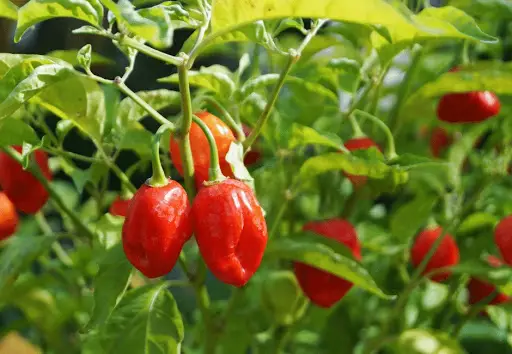 Top 7 Best Fertilizer For Your Peppers
