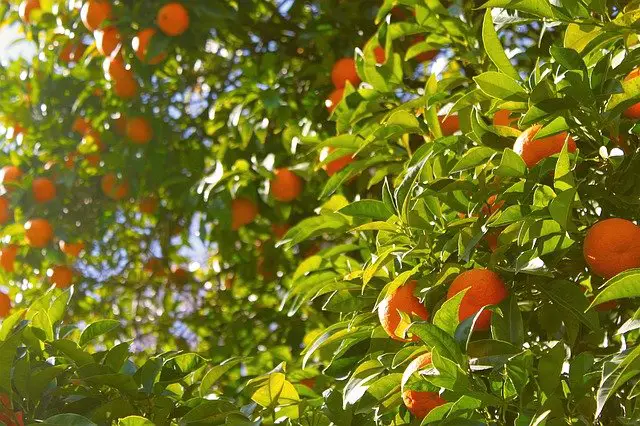 Best Fertilizer For Fruit Trees (Organic and Chemical)