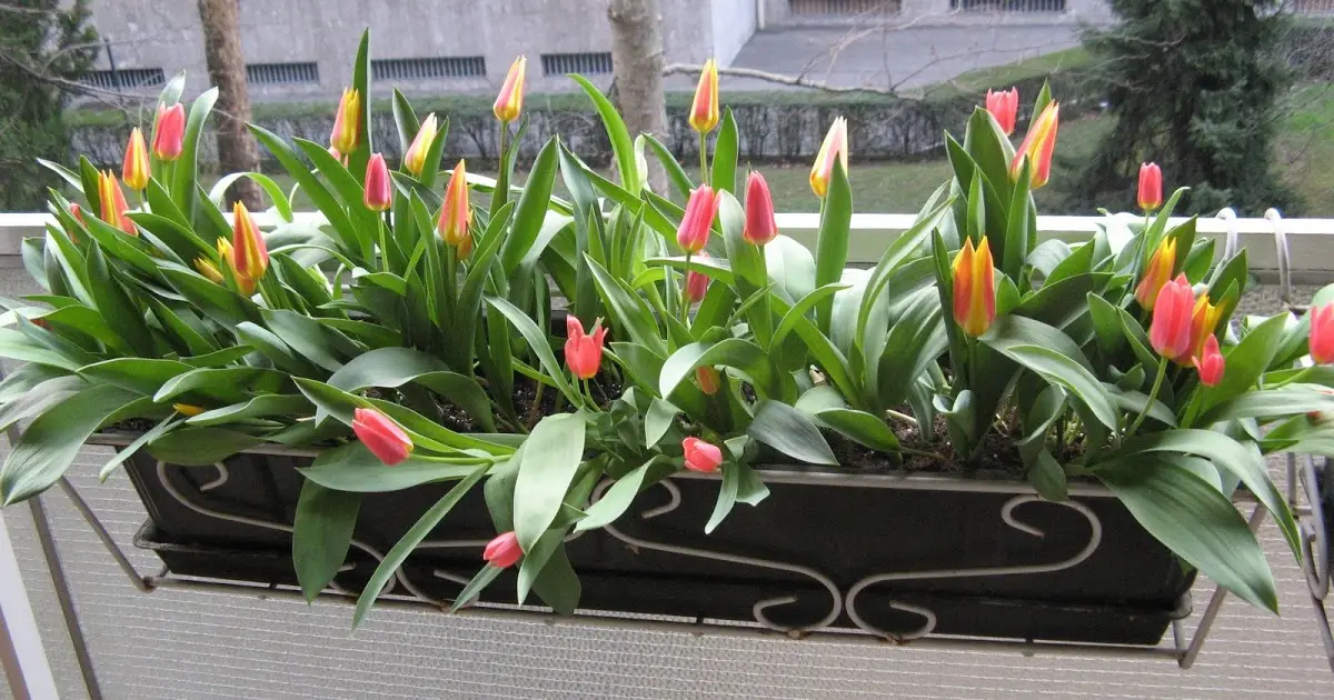 Тюльпаны на балконе зимой