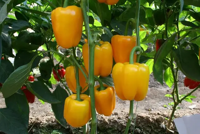 Top 7 Best Fertilizer For Your Peppers