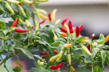 Top 7 Best Fertilizer For Peppers 2021 Constant Delights