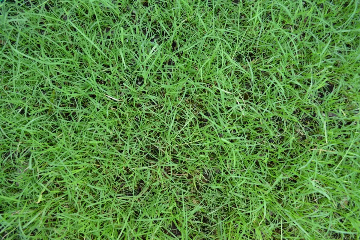 Best Fertilizer (Weed & Feed) For Bermuda Grass