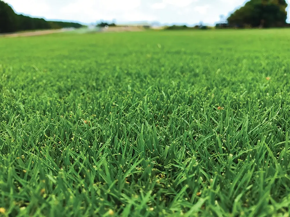 Best Fertilizer (Weed & Feed) For Bermuda Grass