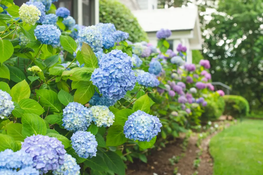 Plant food for hydrangeas information