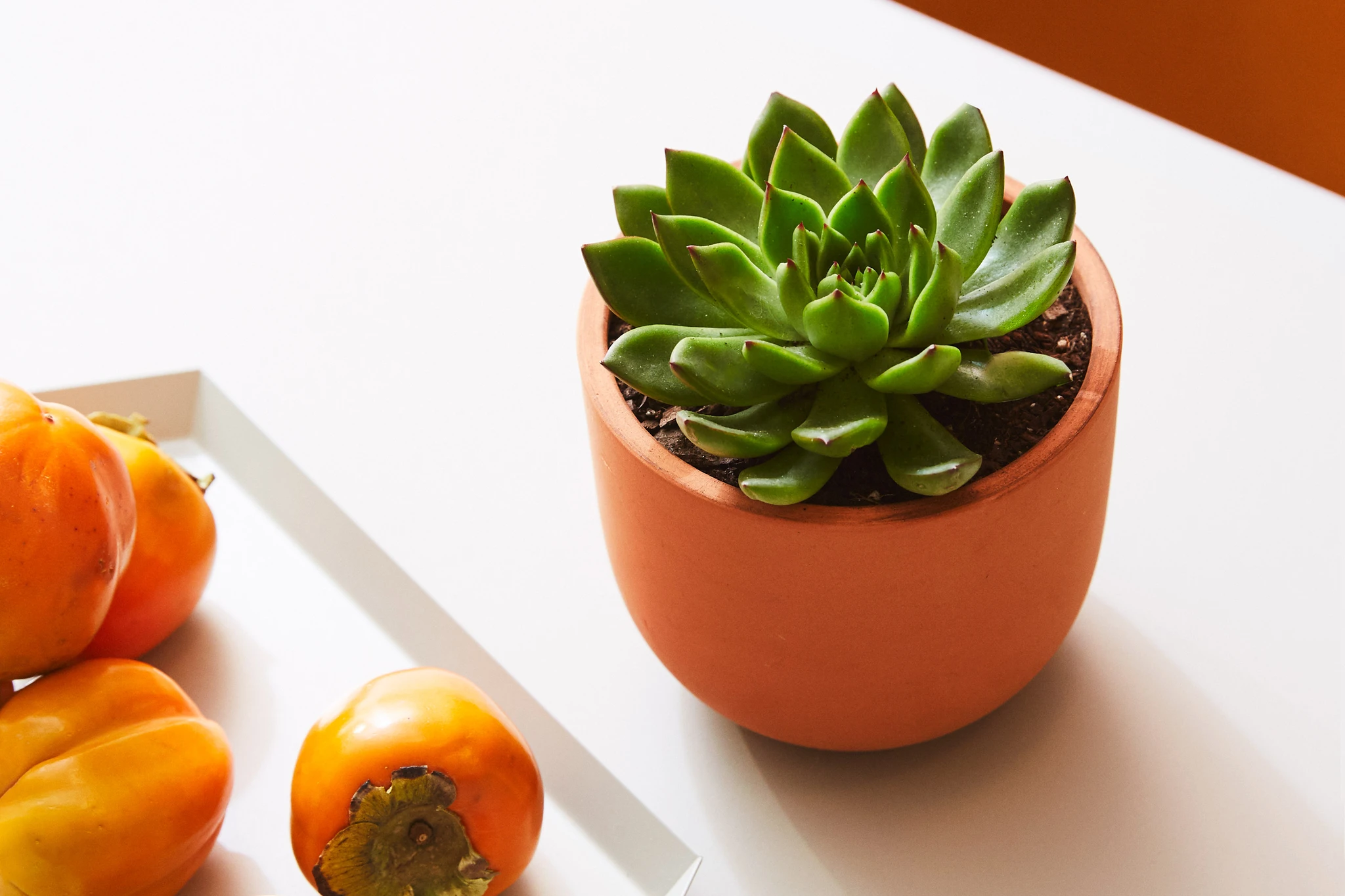 10 Best Office Desk Plants for Working from Home