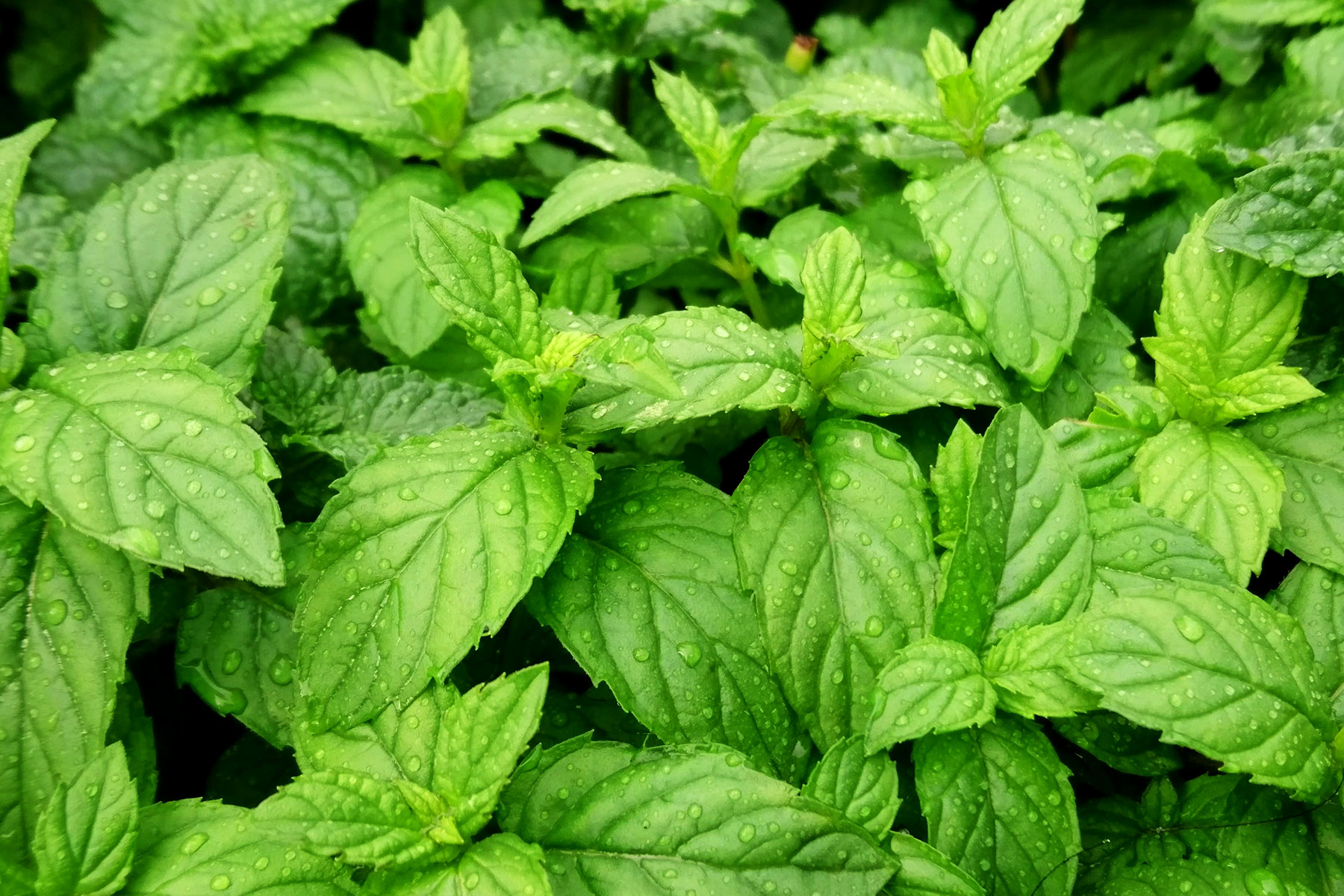 6 Herbs to Help Fight a Cold (You Can Grow Them at Home Too)