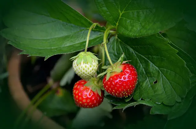 Best Fertilizer For Strawberries: A Complete Guide