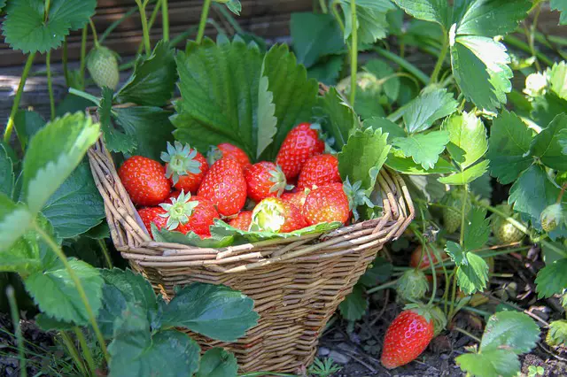 Best Fertilizer For Strawberries: A Complete Guide