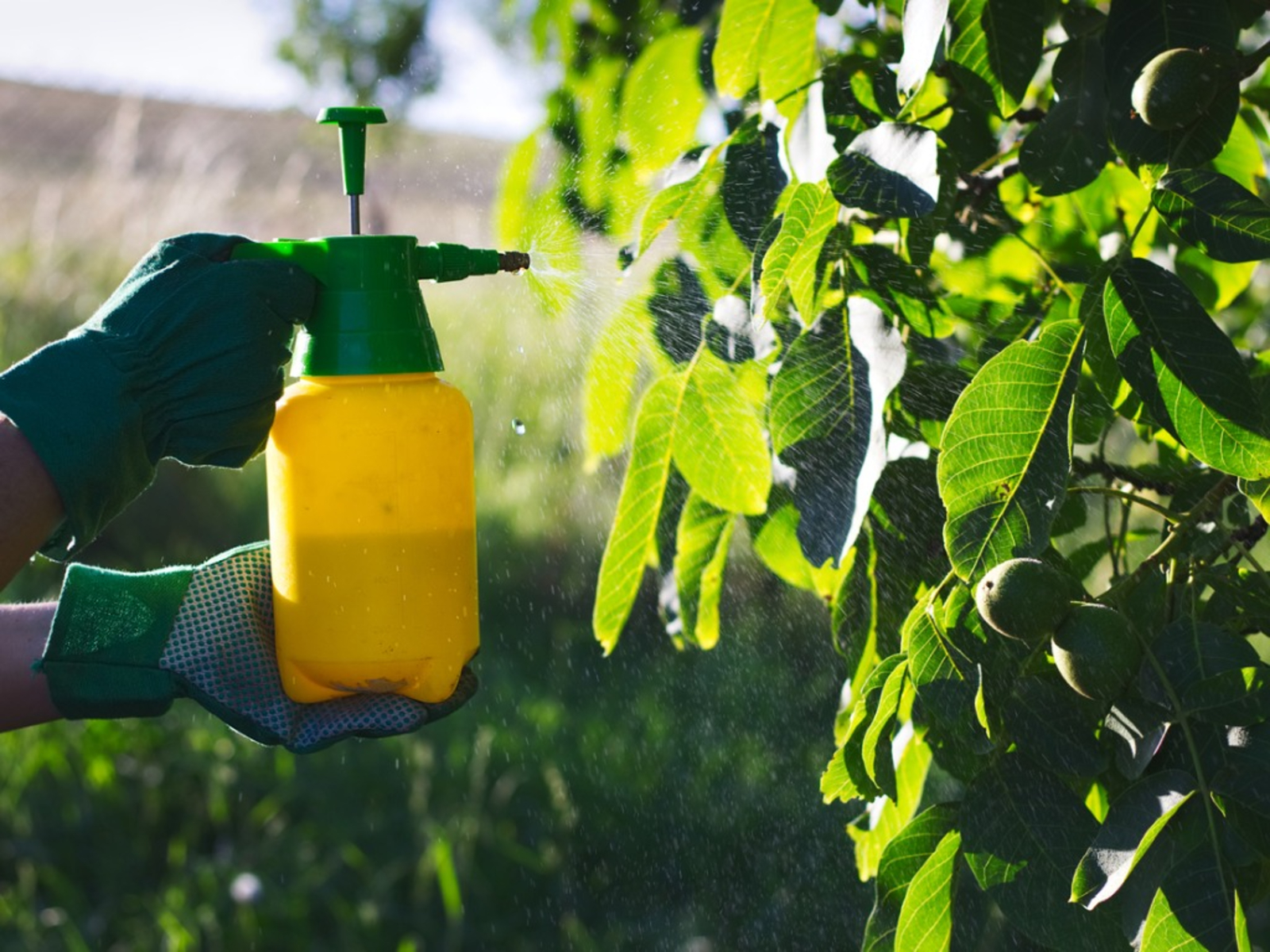 Best Liquid Fertilizer For Your Garden