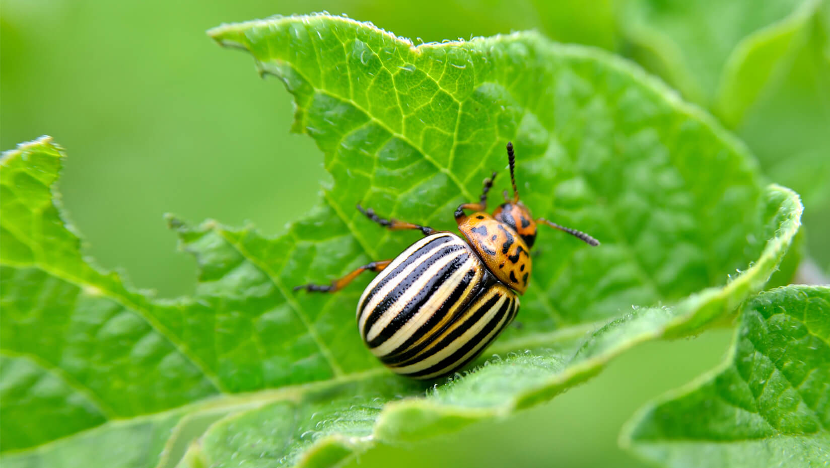 The Ultimate Guide To Organic & Natural Garden Pest Control