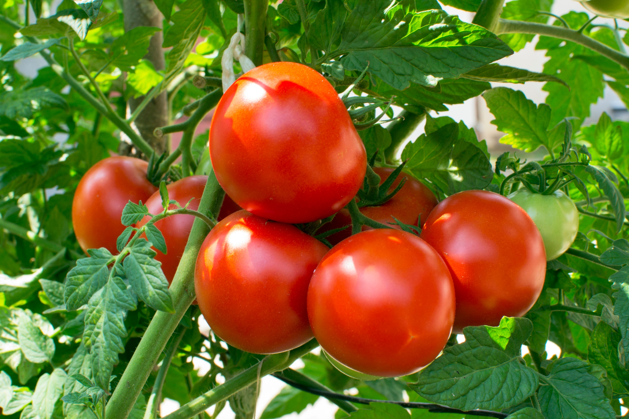 7 Best Organic and Natural Fertilizer for Tomato Plants