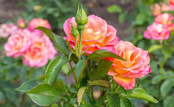 Top 7 Best Fertilizer (Plant Food) for Roses & Buying Guide
