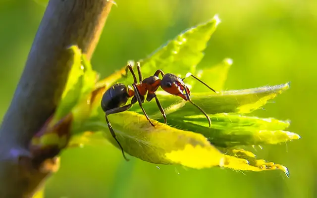 Top 7 Gardening Experts on Common Garden Pests and Natural Pests Control