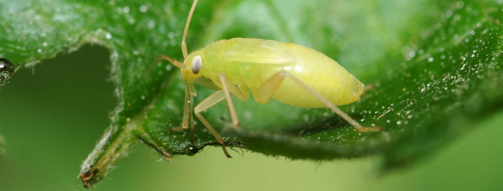 Top 7 Gardening Experts on Common Garden Pests and Natural Pests Control