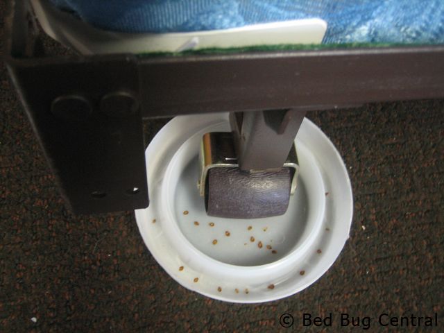Comprehensive Reviews Of Top 7 Best Bed Bug Traps