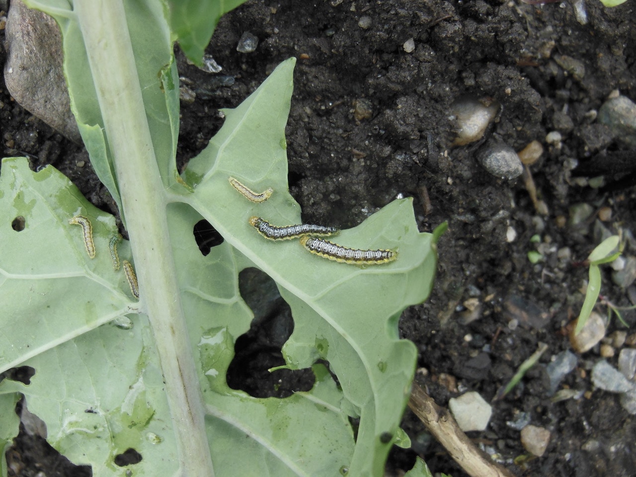 How To Get Rid Of Cabbage Worm Identification And Control Constant