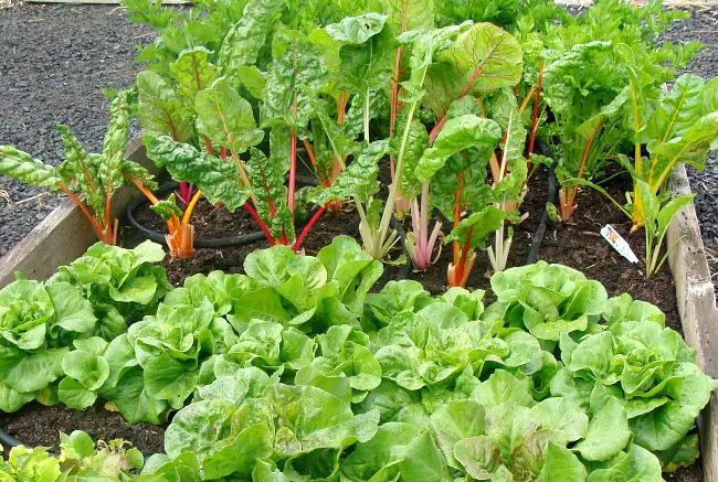 8 Easiest Vegetables To Grow For Beginners - With The Helps From Experts