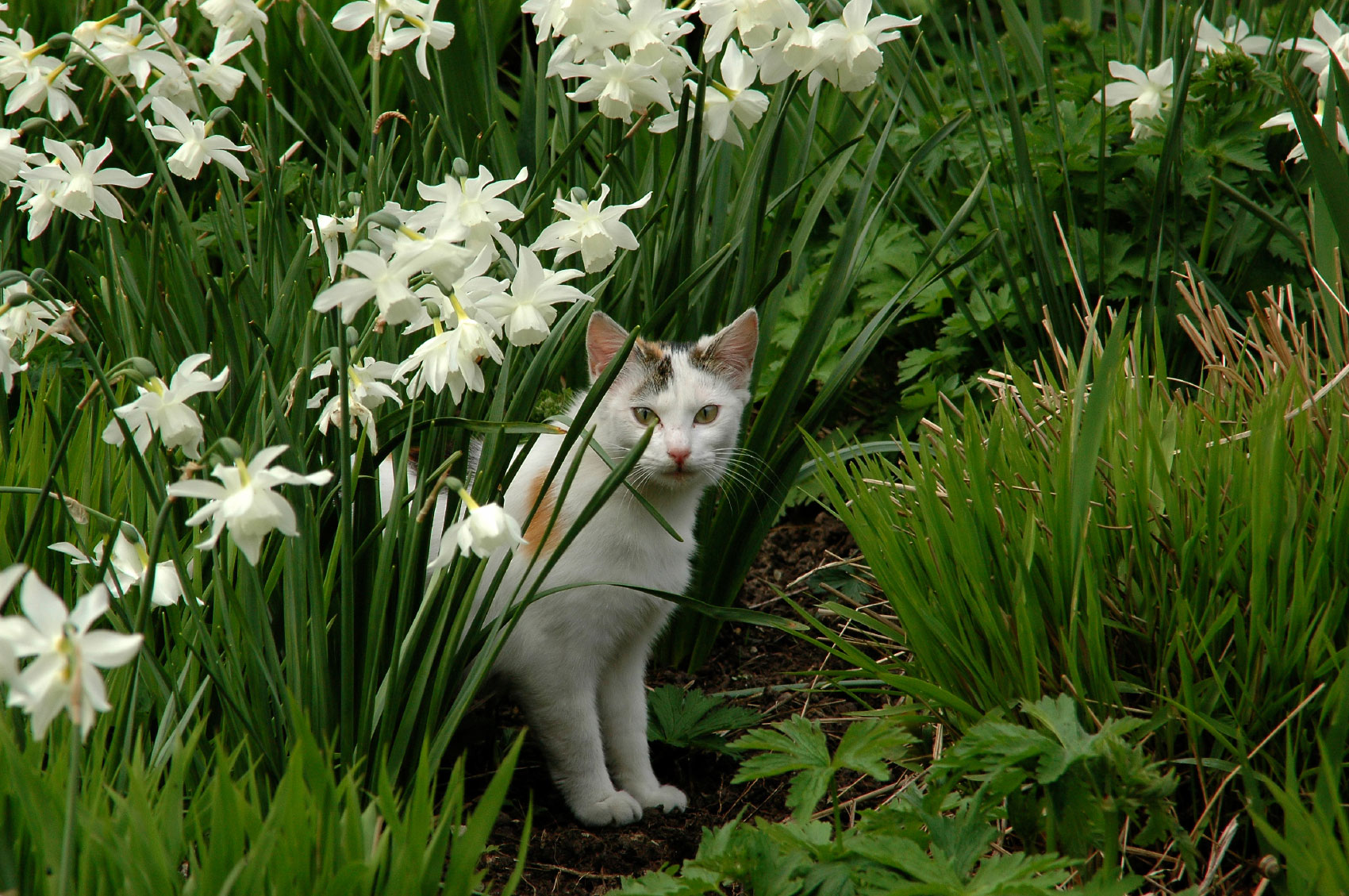 15-expert-tips-on-how-to-keep-cats-out-of-your-yard-constant-delights