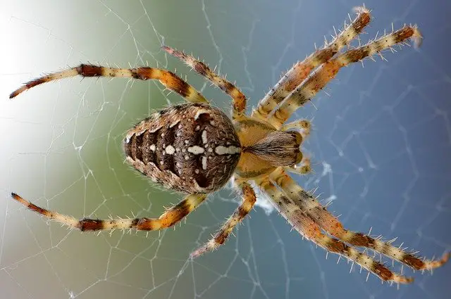 7 Best Spider Killer For Pest Control – A Buying Guide