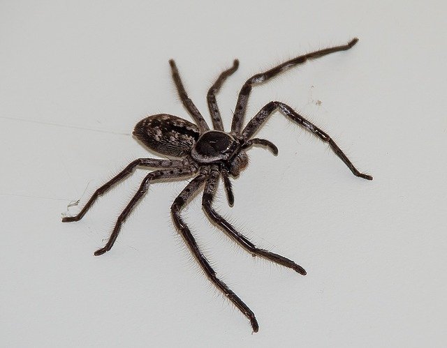 7 Best Spider Killer For Pest Control – A Buying Guide