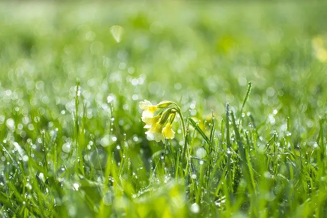 When and How often to fertilize lawn (Best time & Schedule)