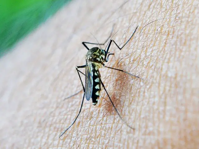 Best Mosquito Spray for Yards: How to Choose the Best One?