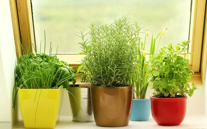 7 Tips From Experts On Windowsill Herb Garden - What Herbs Should Beginners Grow 