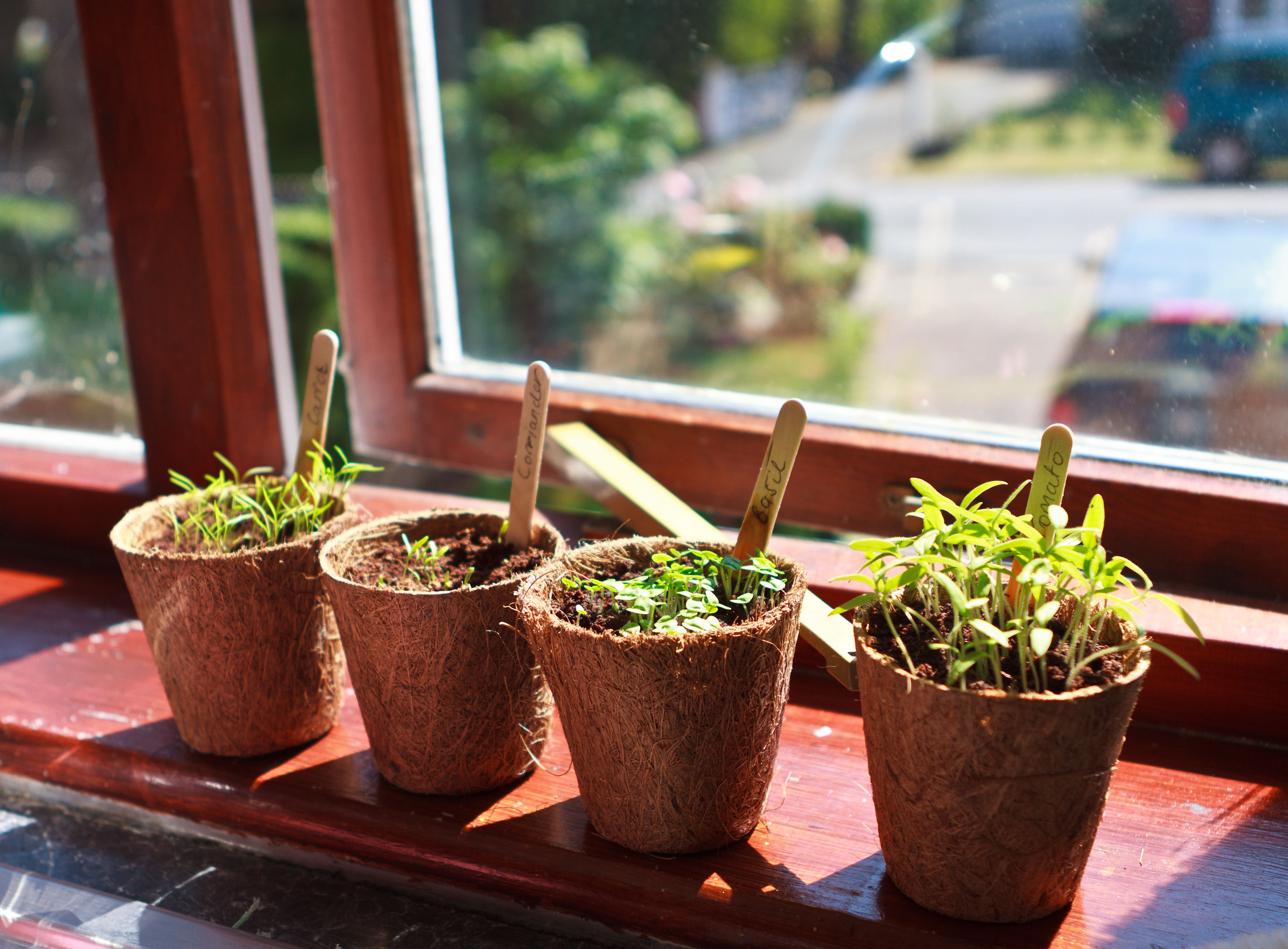 7 Tips From Experts On Windowsill Herb Garden - What Herbs Should Beginners Grow 