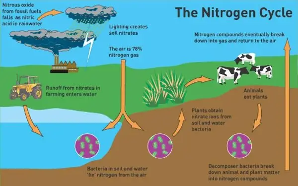 What does nitrogen do for plants?