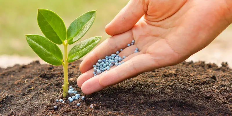 10-10-10 fertilizer: what is, and how to use it
