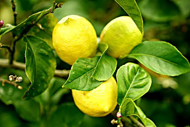 Top 7 Indoor Fruit Trees with Expert Tips For Beginners