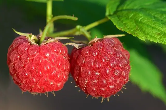 Top 5 Fruits To Grow For Making Desserts