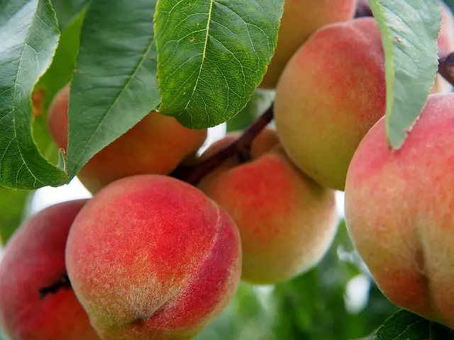 Top 7 Indoor Fruit Trees with Expert Tips For Beginners