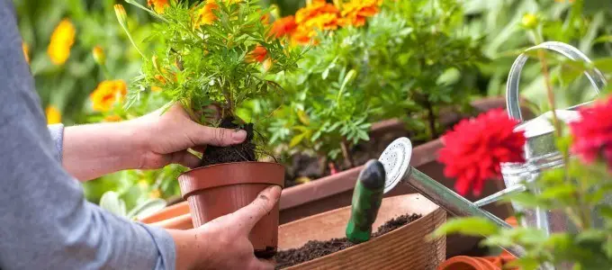 Why you should garden when you retire