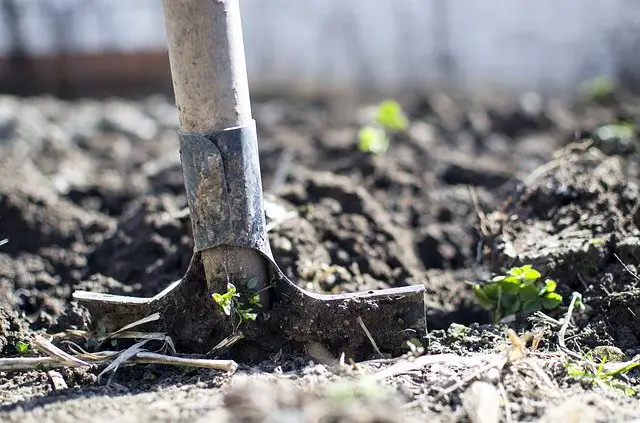 Strategies for Improving Soil Health for your garden