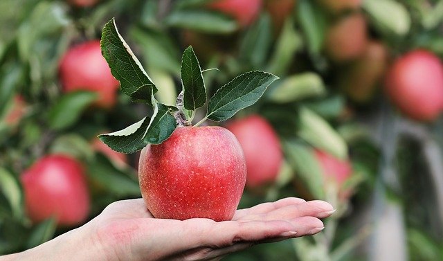 Top 5 Fruits To Grow For Making Desserts