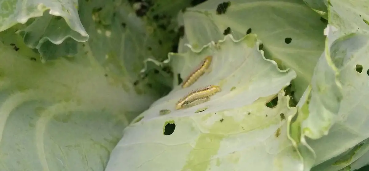 How to Get Rid of Cabbage Worm - Identification and Control 