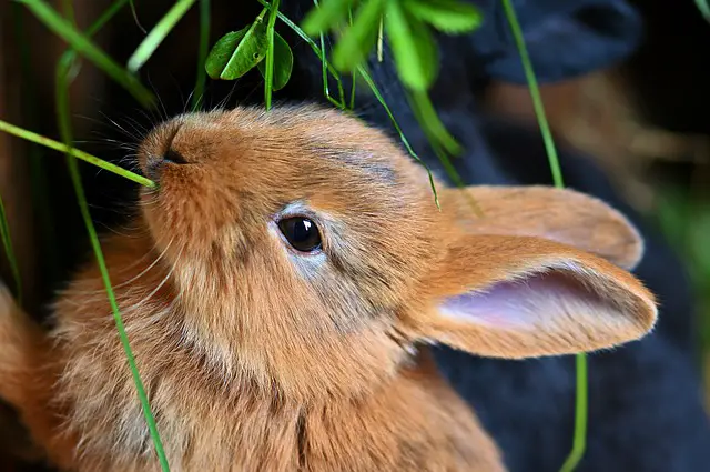 Best Rabbit Repellent For Keeping Rabbits Out Of Garden