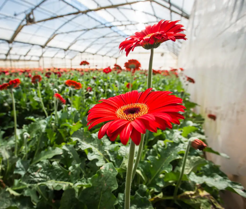 11 Best Hydroponics Flowers For Your Garden Constant Delights