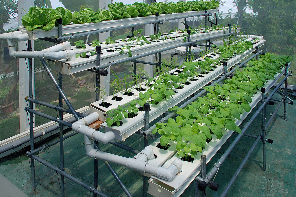 19 DIY Hydroponic Plans You Can Easily Set Up