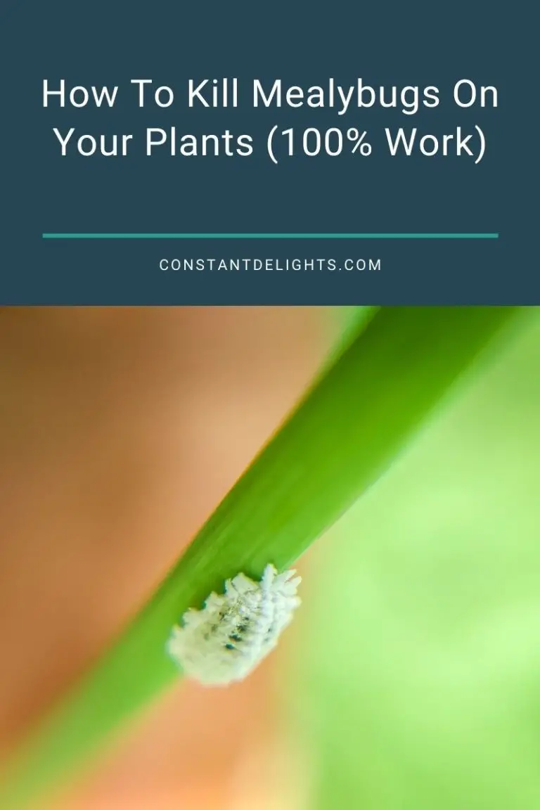 How To Kill Mealybugs On Your Plants (100% Work) | Constant Delights