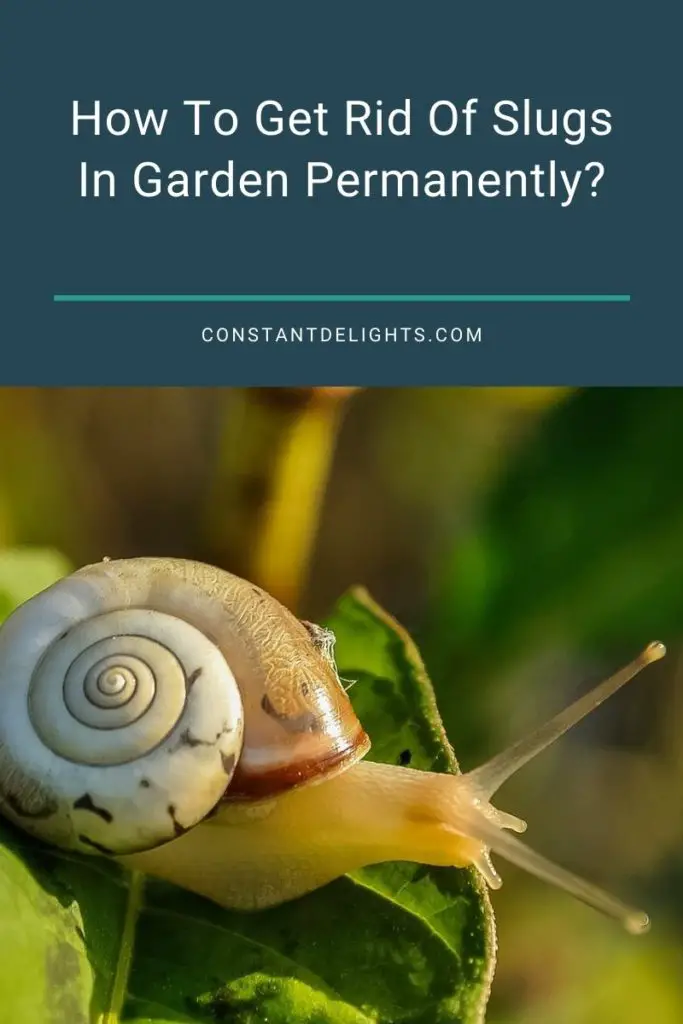 How To Get Rid Of Slugs In Garden Permanently? Slug Control