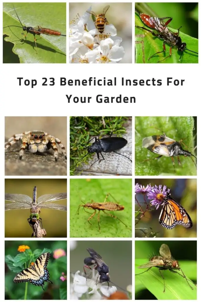 Top 23 Beneficial Insects For Your Garden 