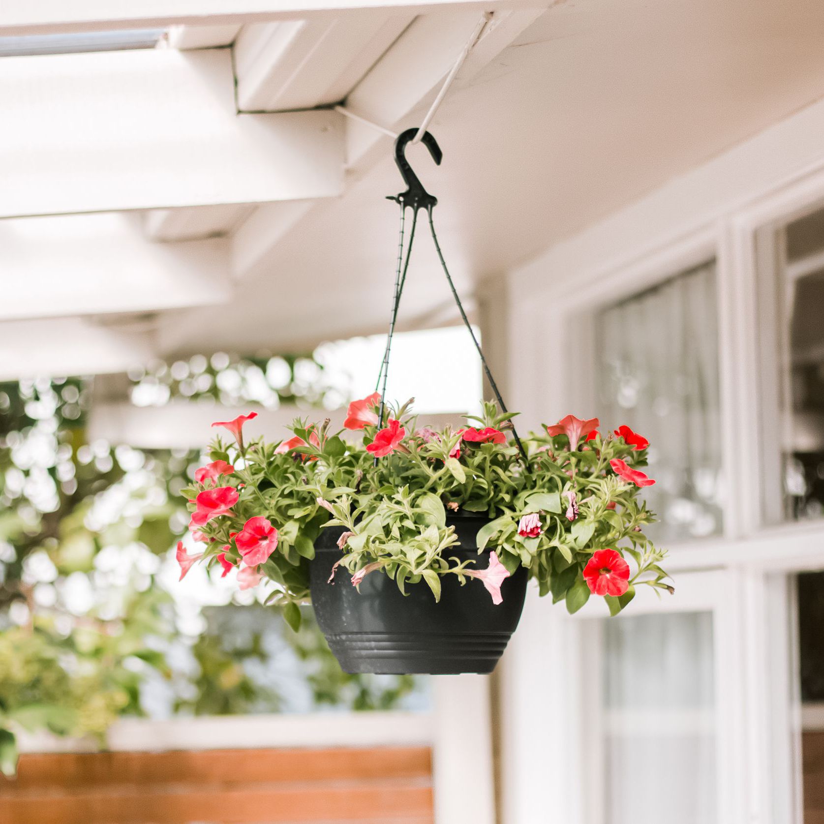 Hanging Basket Flowers