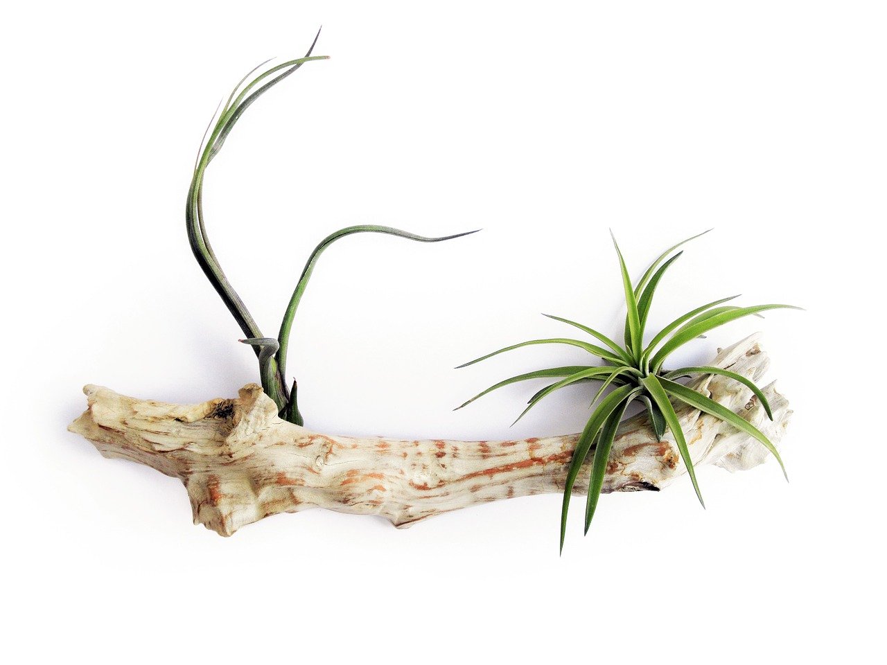 Top 8 Garden Expert Tips for Growing Air Plants that You shouldn't Miss!